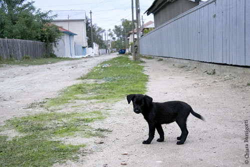 Cani di Romania 04